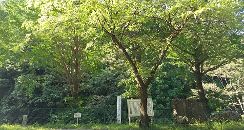新緑の諏訪の水穴